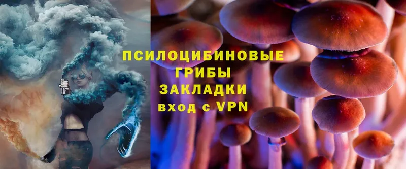 где найти наркотики  Всеволожск  Галлюциногенные грибы Psilocybine cubensis 